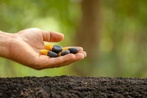 Hand of farmer planting a black seeds of Afzelia, Doussie or Makha mong tree in soil. Growth and environment concept photo