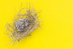 pájaros de paloma cebra en nido de hierba seca marrón sobre fondo amarillo foto