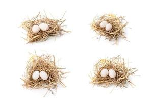 Two eggs of zebra dove birds in brown dry grass nest isolated on white photo