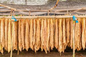 hoja de tabaco seca colgando del bambú en el cobertizo al aire libre foto