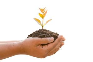 Hand holding tropical tree in soil on green garden blur background. Growth and environment concept photo