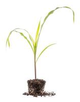 Young green sprout of corn tree growing in soil isolated on white. Growing and environment concept photo