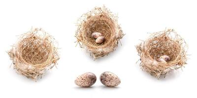 Two eggs of zebra dove birds in brown dry grass nest isolated on white photo