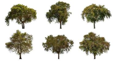 Tree Stock Photos, Images and Backgrounds for Free Download