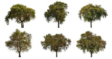 colección de gran árbol verde tropical aislado en blanco. guardado con trazado de recorte foto