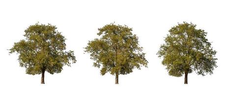 Large tropical tree isolated on white. Saved with clipping path photo