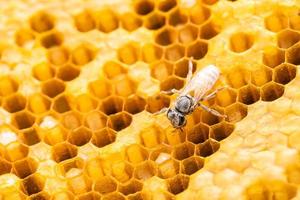 Group of bees on honeycomb studio shoot. Food or nature concept photo