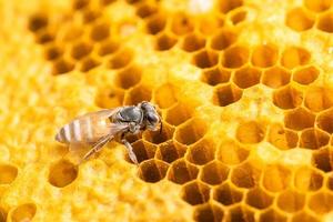 grupo de abejas en sesión de estudio de panal. concepto de comida o naturaleza foto