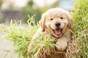 Cute puppy Golden Retriever eating small bamboo plants or Thyrsostachys siamensis Gamble in garden pot photo