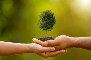 Hand of two people holding tree in soil on outdoor sunlight and green blur background. Planting the tree, Save world, or growing and environment concept