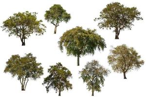Collection of large tropical green tree isolated on white. Saved with clipping path photo