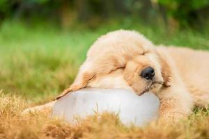 lindo cachorro golden retriever durmiendo en el cubo de hielo en el jardín. animal en concepto de temporada de verano foto