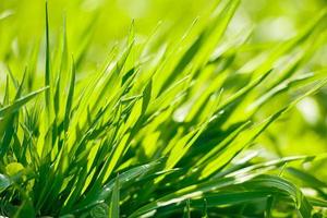 Young green fresh grass in spring. photo