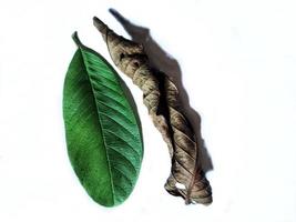 Photo isolated fresh guava leafs and dried guava leafs