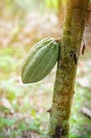 fruta de cacao en un árbol de cacao en una granja de selva tropical. foto