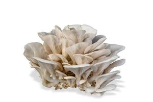 Oyster mushroom isolated on white background. photo