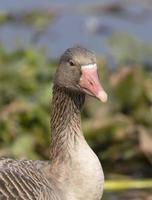 Greylag goose duck or Anser anser perching on grass near water body. photo
