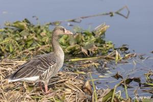 pato de ganso gris o anser anser posado en la hierba cerca del cuerpo de agua.
