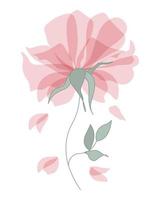 Wall art, delicate transparent pink peony flower with fallen petals. Poster, illustration, greeting card, vector