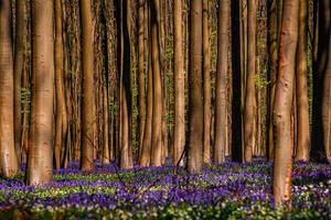 hallerbos de alfombra bluebell foto