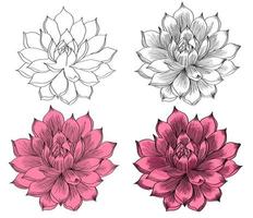 beautiful flower illustration with outline useful for patterns. vector