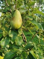 Garden fruits pears and apples photo