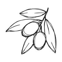 Vector sketch of olive branch. Hand drawn outline clipart. Eco food illustration isolated on white background.