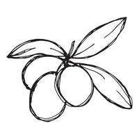 Vector sketch of olive branch. Hand drawn outline clipart. Eco food illustration isolated on white background.