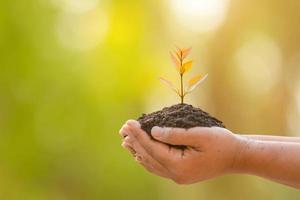 Hand holding tropical tree in soil on green garden blur background. Growth and environment concept