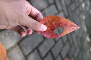 manos sosteniendo hojas secas de ketapang con agujeros foto