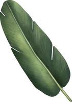 Green tropical palm leaf. Tropical plant. Hand painted watercolor illustration isolated on white. vector