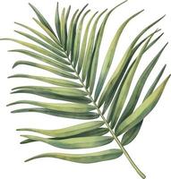 hoja de palma tropical verde. planta tropical ilustración acuarela pintada a mano aislada en blanco. vector