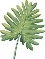 Green tropical palm leaf. Tropical plant. Hand painted watercolor illustration isolated on white.