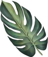 Green tropical monstera leaf. Tropical plant. Hand painted watercolor illustration isolated on white. vector