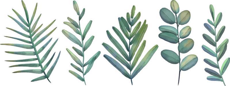 Set of watercolor tropical branch isolated on white background. Hand drawn watercolor illustration. Green leaves and branch