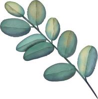 rama verde acuarela con hojas. pintura a mano ilustración floral. hoja, planta aislada sobre fondo blanco. vector