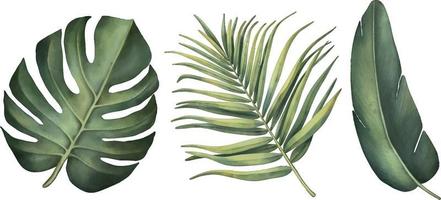 conjunto de plantas printtropical sobre un fondo blanco. acuarela pintada a mano, imágenes prediseñadas de verano, hojas de palma