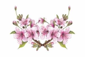 Sakura Cherry Blossom Flower vector illustration Japanese cherry Blossom tree