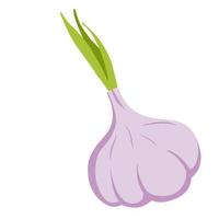 Garlic. Spicy bulb vegetable. Natural product. Healthy diet. vector