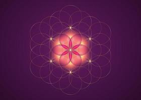 semilla de vida símbolo geometría sagrada. icono del logotipo dorado mandala mística geométrica de la alquimia flor rosa esotérica de la vida. círculos entrelazados, amuleto meditativo divino vectorial aislado en fondo púrpura vector