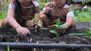 Asian sibling sisters planting young tree in backyard vegetable garden.