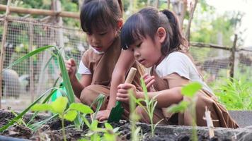 Asian sibling sisters planting young tree in backyard vegetable garden. video