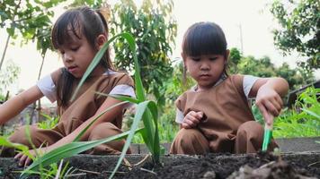 asiatiska syskon systrar plantering unga träd i bakgård grönsaksträdgård. video
