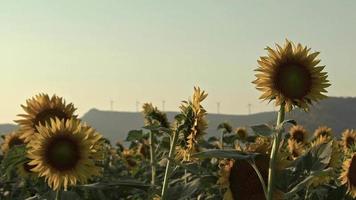 Yellow Golden Fresh Sunflowers Field Footage. video