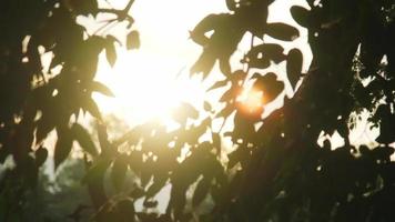 onderaanzicht van weelderig groen gebladerte van tropische bomen met ochtendzon. boomtakken en bladeren tegen blauwe hemel. video