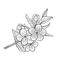 Blooming tree twig sketch vector