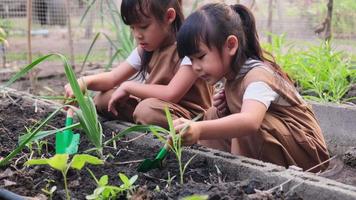 sœurs asiatiques plantant un jeune arbre dans le potager de l'arrière-cour. video