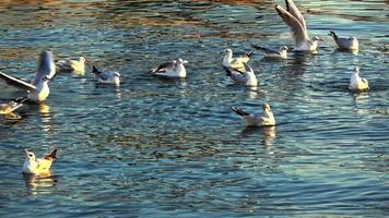 bando de gaivotas decolando da água do canal.