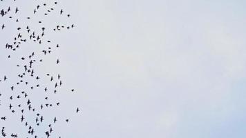 gran bandada de pájaros volando y volando en el cielo nublado