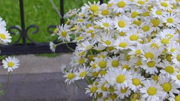 närbild kamomill daisy blommor bukett. video